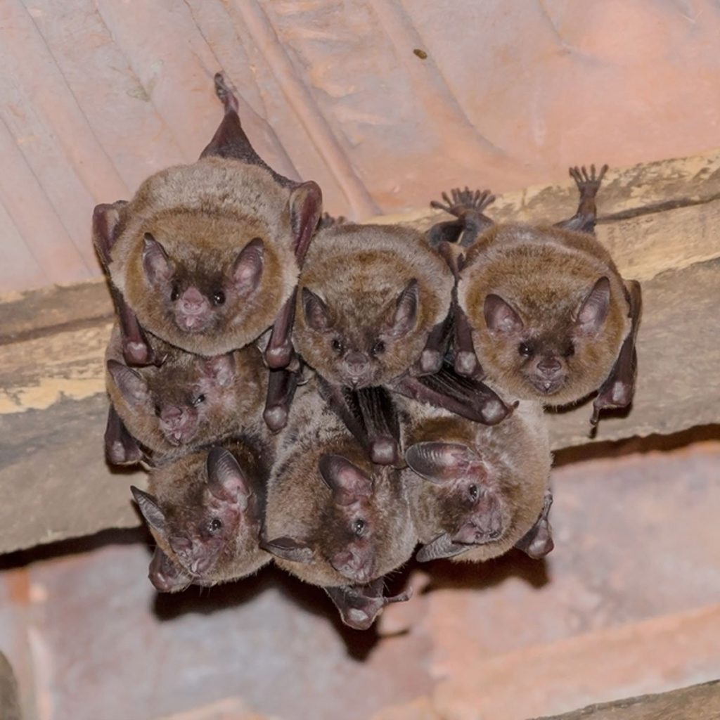 Family of Bats In Attic